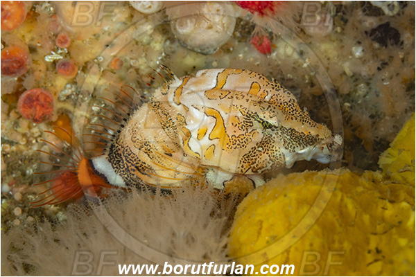 Port Hardy area, Vancouver island, British Columbia, Canada, Pacific ocean, Rhamphocottus richardsonii, Rhamphocottus, Rhamphocottidae, Grunt sculpin, Richardson