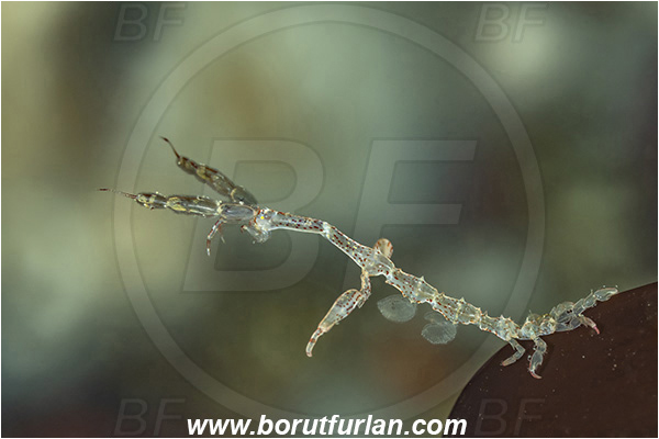 Port Hardy area, Vancouver island, British Columbia, Canada, Pacific ocean, Caprella alaskana, Caprella, Caprellidae, Amphipoda, Crustacea, Crustacean, Alaskan skeleton shrimp, Skeleton shrimp