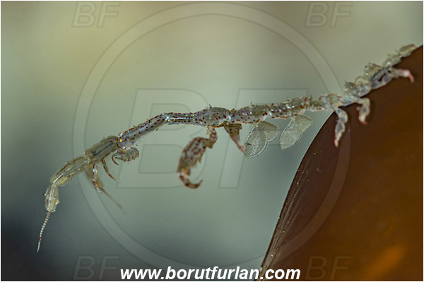 Port Hardy area, Vancouver island, British Columbia, Canada, Pacific ocean, Caprella alaskana, Caprella, Caprellidae, Amphipoda, Crustacea, Crustacean, Alaskan skeleton shrimp, Skeleton shrimp
