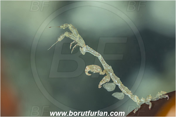 Port Hardy area, Vancouver island, British Columbia, Canada, Pacific ocean, Caprella alaskana, Caprella, Caprellidae, Amphipoda, Crustacea, Crustacean, Alaskan skeleton shrimp, Skeleton shrimp