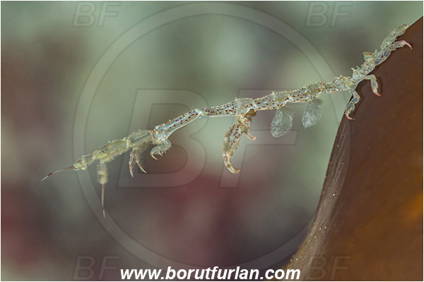 Port Hardy area, Vancouver island, British Columbia, Canada, Pacific ocean, Caprella alaskana, Caprella, Caprellidae, Amphipoda, Crustacea, Crustacean, Alaskan skeleton shrimp, Skeleton shrimp