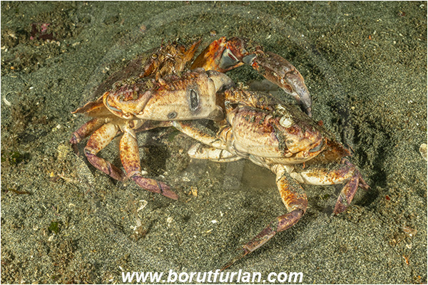 Campbell river area, Vancouver island, British Columbia, Canada, Pacific ocean, Cancer productus, Cancer, Cancridae, Decapoda, Crustacea, Crustacean, Red rock crab, Crab, Fight, Fighting