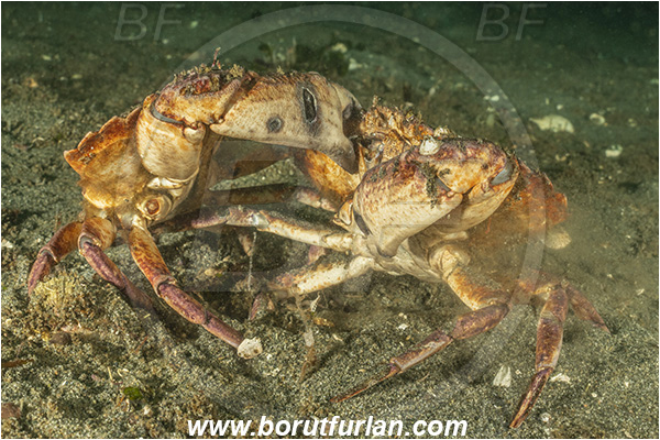 Campbell river area, Vancouver island, British Columbia, Canada, Pacific ocean, Cancer productus, Cancer, Cancridae, Decapoda, Crustacea, Crustacean, Red rock crab, Crab, Fight, Fighting