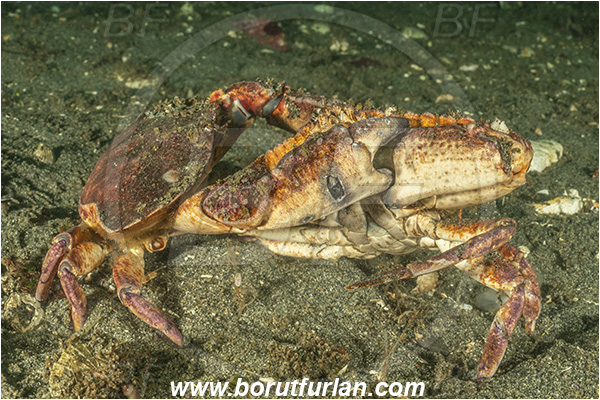 Campbell river area, Vancouver island, British Columbia, Canada, Pacific ocean, Cancer productus, Cancer, Cancridae, Decapoda, Crustacea, Crustacean, Red rock crab, Crab, Fight, Fighting