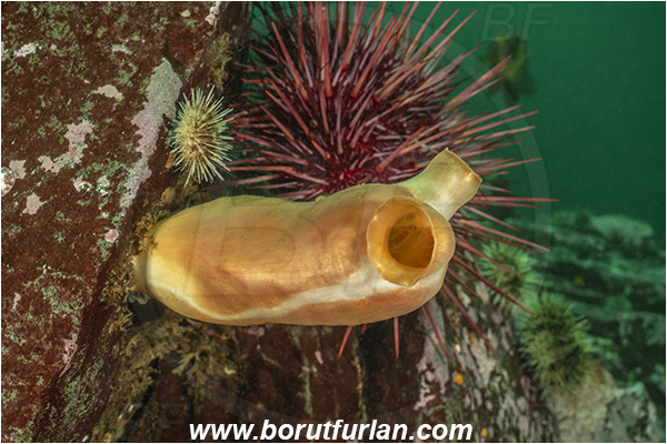 Campbell river area, Vancouver island, British Columbia, Canada, Pacific ocean, Halocynthia aurantium, Halocynthia, Pyuridae, Ascidiacea, Tunicata, Pacific Sea Peach, Tunicate
