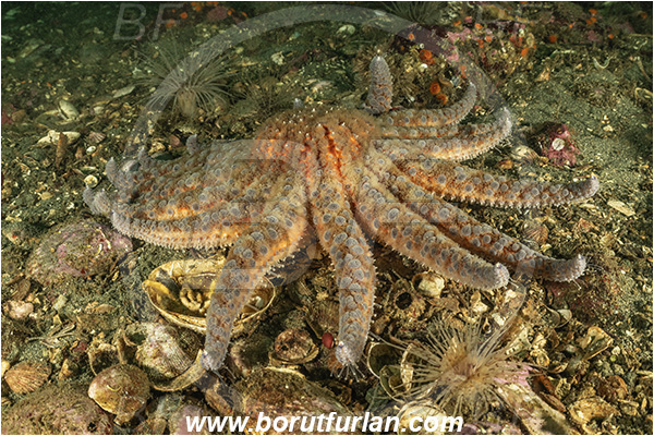 Campbell river area, Vancouver island, British Columbia, Canada, Pacific ocean, Pycnopodia helianthoides, Pycnopodia, Asteriidae, Asteroidea, Echinodermata, Echinoderm, Sunflower starfish, Starfish, Reef