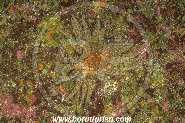 Campbell river area, Vancouver island, British Columbia, Canada, Pacific ocean, Pycnopodia helianthoides, Pycnopodia, Asteriidae, Asteroidea, Echinodermata, Echinoderm, Sunflower starfish, Starfish, Reef