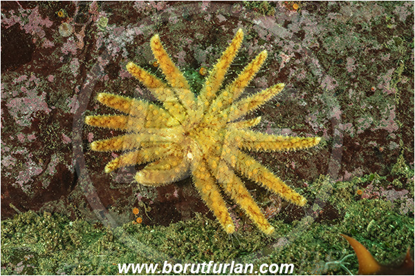 Campbell river area, Vancouver island, British Columbia, Canada, Pacific ocean, Pycnopodia helianthoides, Pycnopodia, Asteriidae, Asteroidea, Echinodermata, Echinoderm, Sunflower starfish, Starfish, Reef
