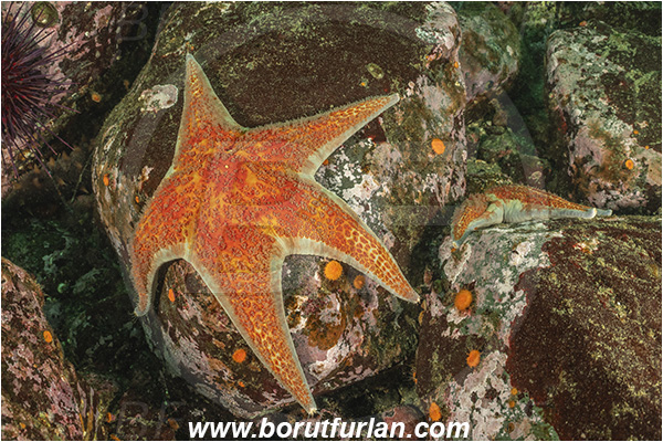 Campbell river area, Vancouver island, British Columbia, Canada, Pacific ocean, Patiria miniata, Patiria, Asterinidae, Asteroidea, Echinodermata, Echinoderm, Starfish, Bat starfish