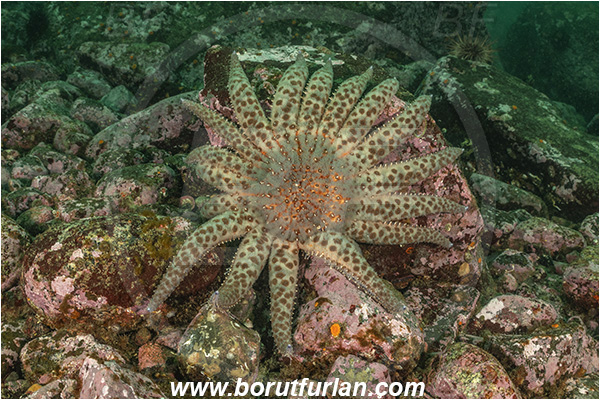 Campbell river area, Vancouver island, British Columbia, Canada, Pacific ocean, Pycnopodia helianthoides, Pycnopodia, Asteriidae, Asteroidea, Echinodermata, Echinoderm, Sunflower starfish, Starfish, Reef