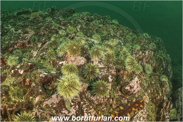 Campbell river area, Vancouver island, British Columbia, Canada, Pacific ocean, Strongylocentrotus droebachiensis, Strongylocentrotus, Strongylocentrotidae, Echinoidea, Echinodermata, Echinoderm, Green sea urchin, Sea urchin