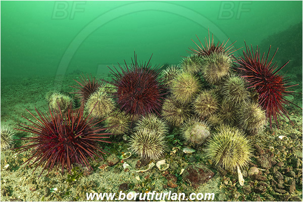 Campbell river area, Vancouver island, British Columbia, Canada, Pacific ocean, Strongylocentrotus droebachiensis, Strongylocentrotus, Strongylocentrotidae, Echinoidea, Echinodermata, Echinoderm, Green sea urchin, Sea urchin, Mesocentrotus franciscanus, Mesocentrotus, Red sea urchin
