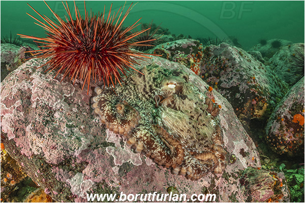 Campbell river area, Vancouver island, British Columbia, Canada, Pacific ocean, Octopus rubescens, Octopus, Octopodidae, Cephalopoda, Mollusca, Mollusc, East Pacific red octopus, Octopus, Mesocentrotus franciscanus, Mesocentrotus, Strongylocentrotidae, Echinoidea, Echinodermata, Echinoderm, Red sea urchin, Sea urchin