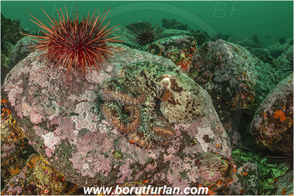 Campbell river area, Vancouver island, British Columbia, Canada, Pacific ocean, Octopus rubescens, Octopus, Octopodidae, Cephalopoda, Mollusca, Mollusc, East Pacific red octopus, Octopus, Mesocentrotus franciscanus, Mesocentrotus, Strongylocentrotidae, Echinoidea, Echinodermata, Echinoderm, Red sea urchin, Sea urchin