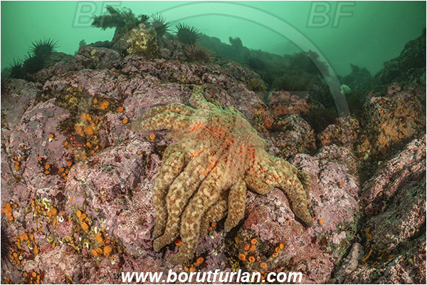 Campbell river area, Vancouver island, British Columbia, Canada, Pacific ocean, Pycnopodia helianthoides, Pycnopodia, Asteriidae, Asteroidea, Echinodermata, Echinoderm, Sunflower starfish, Starfish, Reef