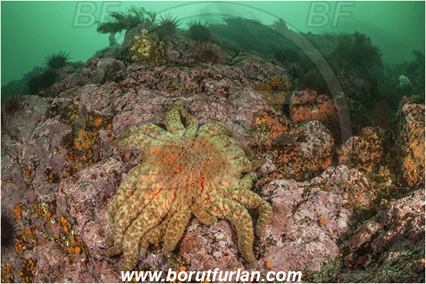 Campbell river area, Vancouver island, British Columbia, Canada, Pacific ocean, Pycnopodia helianthoides, Pycnopodia, Asteriidae, Asteroidea, Echinodermata, Echinoderm, Sunflower starfish, Starfish, Reef