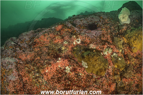 Campbell river area, Vancouver island, British Columbia, Canada, Pacific ocean, Corynactis californica, Corynactis, Corallimorphidae, Anthozoa, Cnidaria, Cnidarian, Californian Strawberry Anemone, Strawberry Anemone, Anemone, Reef