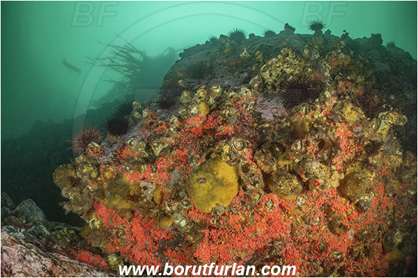 Campbell river area, Vancouver island, British Columbia, Canada, Pacific ocean, Corynactis californica, Corynactis, Corallimorphidae, Anthozoa, Cnidaria, Cnidarian, Californian Strawberry Anemone, Strawberry Anemone, Anemone, Reef
