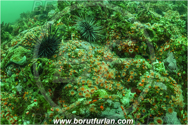 Campbell river area, Vancouver island, British Columbia, Canada, Pacific ocean, Corynactis californica, Corynactis, Corallimorphidae, Anthozoa, Cnidaria, Cnidarian, Californian Strawberry Anemone, Strawberry Anemone, Anemone, Reef, Fluorescence