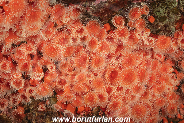 Campbell river area, Vancouver island, British Columbia, Canada, Pacific ocean, Corynactis californica, Corynactis, Corallimorphidae, Anthozoa, Cnidaria, Cnidarian, Californian Strawberry Anemone, Strawberry Anemone, Anemone, Abstract