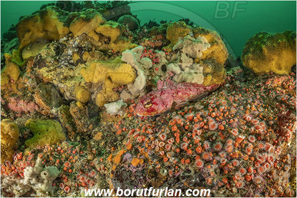 Campbell river area, Vancouver island, British Columbia, Canada, Pacific ocean, Hemilepidotus hemilepidotus, Hemilepidotus, Cottidae, Red Irish lord, Fish, Reef
