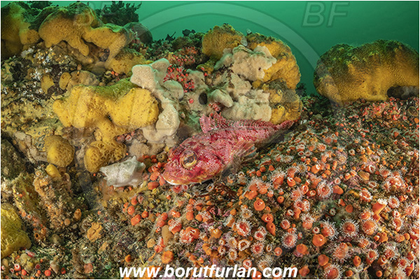 Campbell river area, Vancouver island, British Columbia, Canada, Pacific ocean, Hemilepidotus hemilepidotus, Hemilepidotus, Cottidae, Red Irish lord, Fish, Reef
