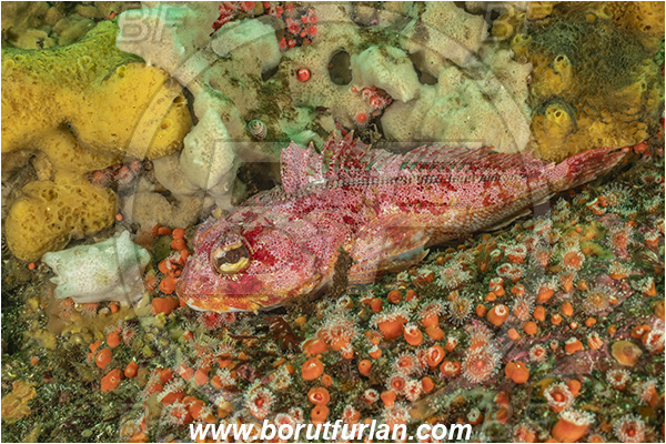Campbell river area, Vancouver island, British Columbia, Canada, Pacific ocean, Hemilepidotus hemilepidotus, Hemilepidotus, Cottidae, Red Irish lord, Fish