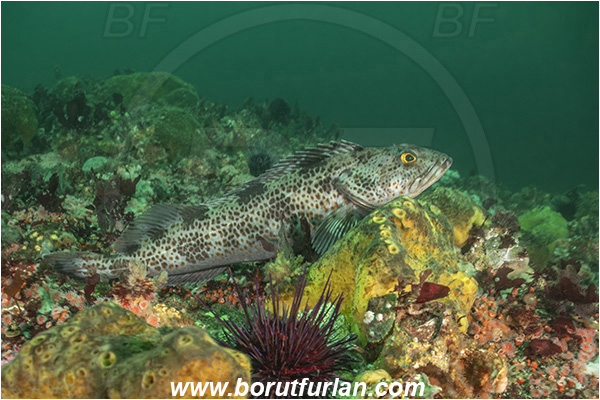 Campbell river area, Vancouver island, British Columbia, Canada, Pacific ocean, Ophiodon elongatus, Ophiodon, Hexagrammidae, Lingcod, Fish, Reef