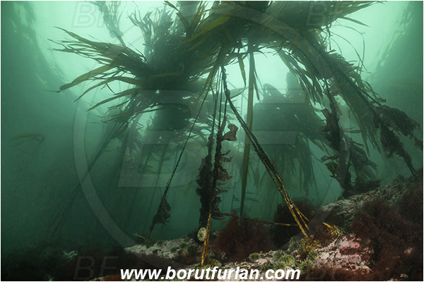 Campbell river area, Vancouver island, British Columbia, Canada, Pacific ocean, Phaeophyceae, Kelp, Algae, Reef, Kelp forrest