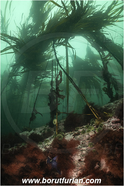 Campbell river area, Vancouver island, British Columbia, Canada, Pacific ocean, Phaeophyceae, Kelp, Algae, Reef, Kelp forrest