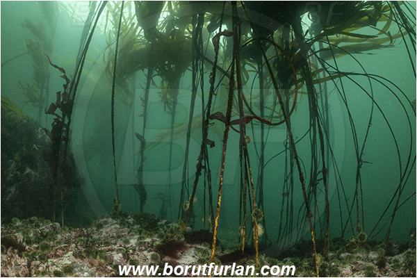 Campbell river area, Vancouver island, British Columbia, Canada, Pacific ocean, Phaeophyceae, Kelp, Algae, Reef, Kelp forrest