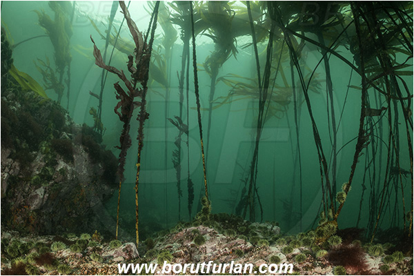 Campbell river area, Vancouver island, British Columbia, Canada, Pacific ocean, Phaeophyceae, Kelp, Algae, Reef, Kelp forrest
