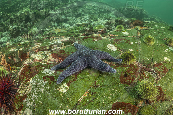 Campbell river area, Vancouver island, British Columbia, Canada, Pacific ocean, Pisaster brevispinus, Pisaster, Asteriidae, Asteroidea, Echinodermata, Echinoderm, Pink starfish, Starfish