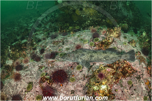 Campbell river area, Vancouver island, British Columbia, Canada, Pacific ocean, Ophiodon elongatus, Ophiodon, Hexagrammidae, Lingcod, Fish, Reef