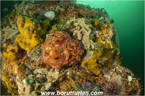 Campbell river area, Vancouver island, British Columbia, Canada, Pacific ocean, Echidnocerus cibarius, Echidnocerus, Lithodidae, Decapoda, Crustacea, Crustacean, Puget Sound king crab, Crab, Reef