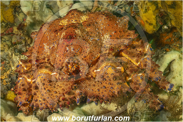 Campbell river area, Vancouver island, British Columbia, Canada, Pacific ocean, Echidnocerus cibarius, Echidnocerus, Lithodidae, Decapoda, Crustacea, Crustacean, Puget Sound king crab, Crab