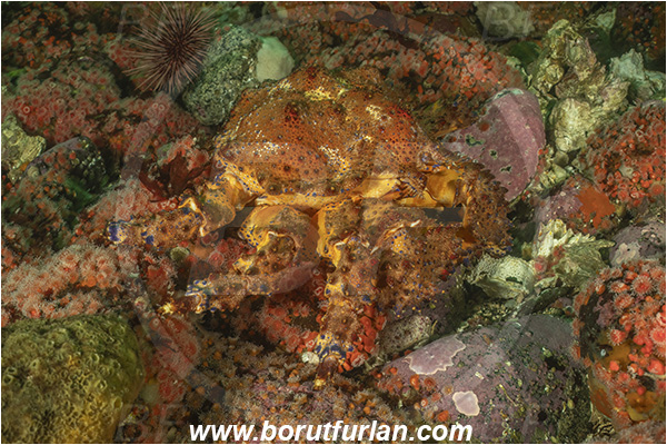 Campbell river area, Vancouver island, British Columbia, Canada, Pacific ocean, Echidnocerus cibarius, Echidnocerus, Lithodidae, Decapoda, Crustacea, Crustacean, Puget Sound king crab, Crab