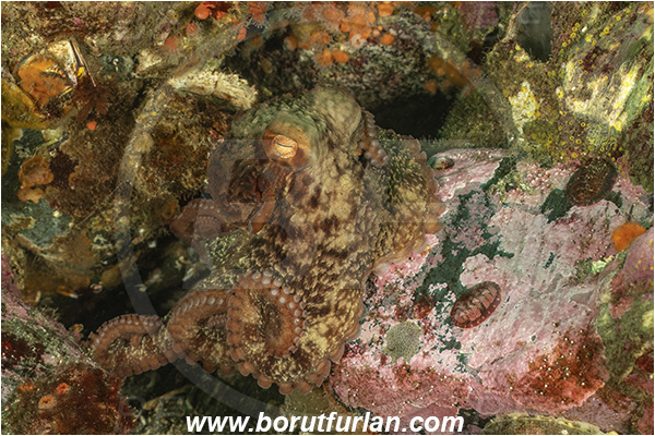 Campbell river area, Vancouver island, British Columbia, Canada, Pacific ocean, Octopus rubescens, Octopus, Octopodidae, Cephalopoda, Mollusca, Mollusc, East Pacific red octopus, Octopus