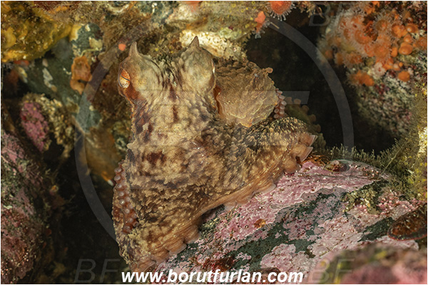Campbell river area, Vancouver island, British Columbia, Canada, Pacific ocean, Octopus rubescens, Octopus, Octopodidae, Cephalopoda, Mollusca, Mollusc, East Pacific red octopus, Octopus