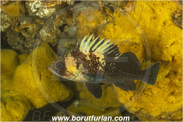 Campbell river area, Vancouver island, British Columbia, Canada, Pacific ocean, Sebastes maliger, Sebastes, Sebastidae, Quillback rockfish, Rockfish, Fish
