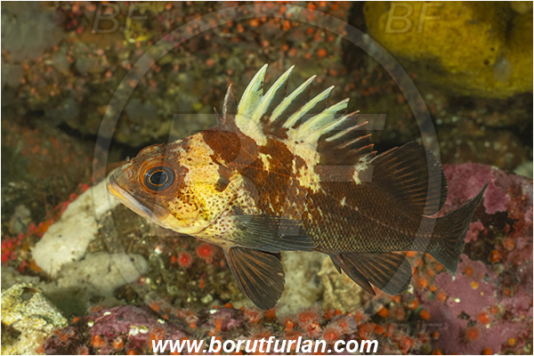 Campbell river area, Vancouver island, British Columbia, Canada, Pacific ocean, Sebastes maliger, Sebastes, Sebastidae, Quillback rockfish, Rockfish, Fish