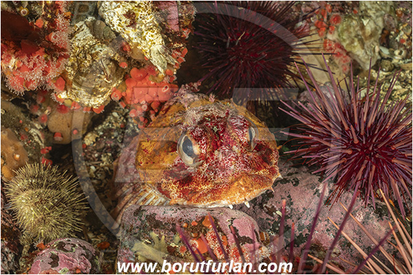 Campbell river area, Vancouver island, British Columbia, Canada, Pacific ocean, Hemilepidotus hemilepidotus, Hemilepidotus, Cottidae, Red Irish lord, Fish, Portrait