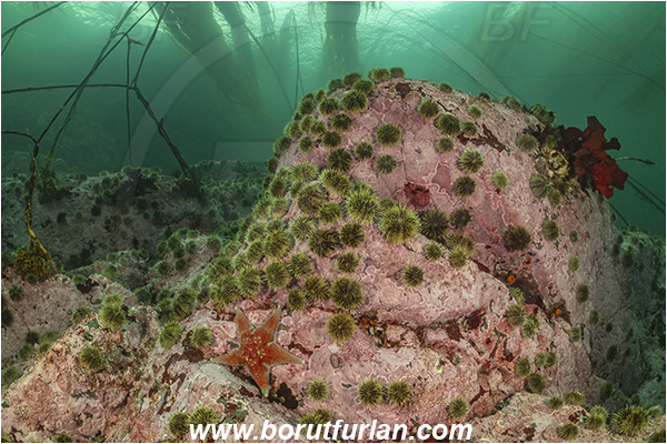 Campbell river area, Vancouver island, British Columbia, Canada, Pacific ocean, Strongylocentrotus droebachiensis, Strongylocentrotus, Strongylocentrotidae, Echinoidea, Echinodermata, Echinoderm, Green sea urchin, Sea urchin