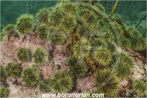 Campbell river area, Vancouver island, British Columbia, Canada, Pacific ocean, Strongylocentrotus droebachiensis, Strongylocentrotus, Strongylocentrotidae, Echinoidea, Echinodermata, Echinoderm, Green sea urchin, Sea urchin
