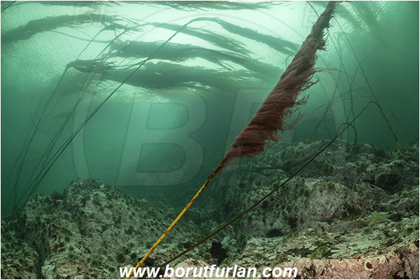 Campbell river area, Vancouver island, British Columbia, Canada, Pacific ocean, Phaeophyceae, Kelp, Algae, Reef, Kelp forrest