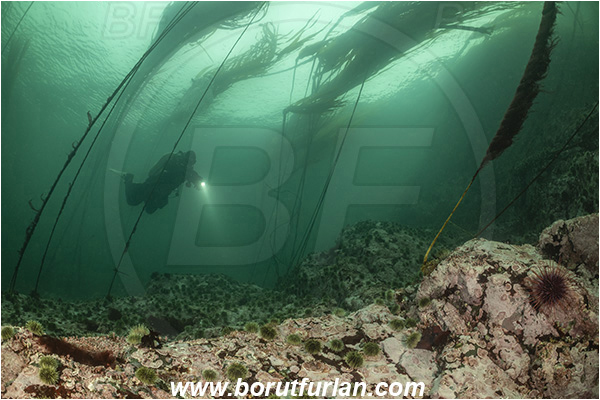 Campbell river area, Vancouver island, British Columbia, Canada, Pacific ocean, Phaeophyceae, Kelp, Algae, Reef, Kelp forrest, Diver