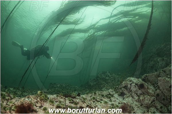 Campbell river area, Vancouver island, British Columbia, Canada, Pacific ocean, Phaeophyceae, Kelp, Algae, Reef, Kelp forrest, Diver