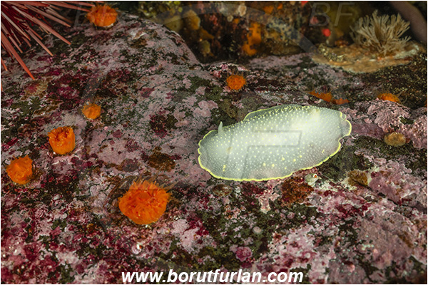 Campbell river area, Vancouver island, British Columbia, Canada, Pacific ocean, Cadlina luteomarginata, Cadlina, Cadlinidae, Gastropoda, Mollusca, Mollusc, Yellow-edged Cadlina, Yellow-rimmed nudibranch, Nudibranch