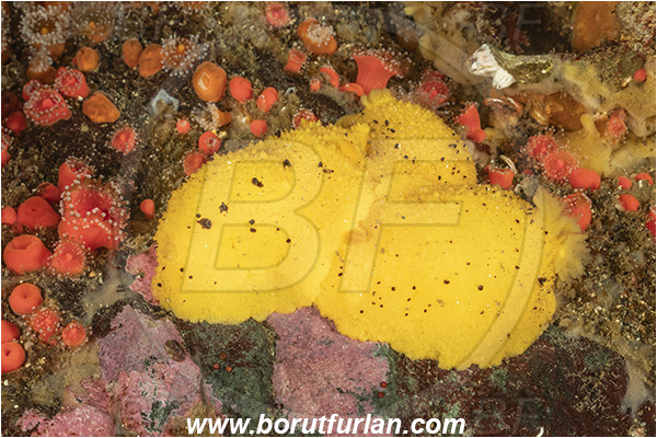 Campbell river area, Vancouver island, British Columbia, Canada, Pacific ocean, Doris montereyensis, Doris, Dorididae, Gastropoda, Mollusca, Mollusc, Monterey sea lemon, Nudibranch, Mating