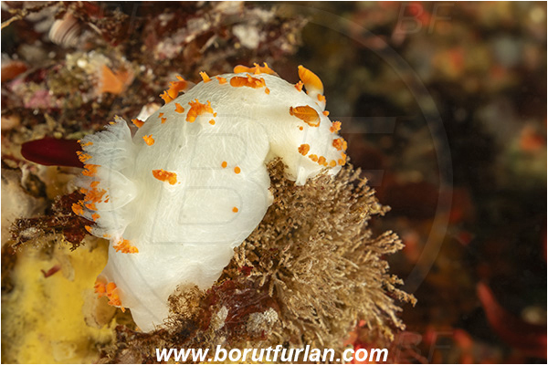Campbell river area, Vancouver island, British Columbia, Canada, Pacific ocean, Triopha catalinae, Triopha, Polyceridae, Gastropoda, Mollusca, Mollusc, Clown nudibranch, Nudibranch
